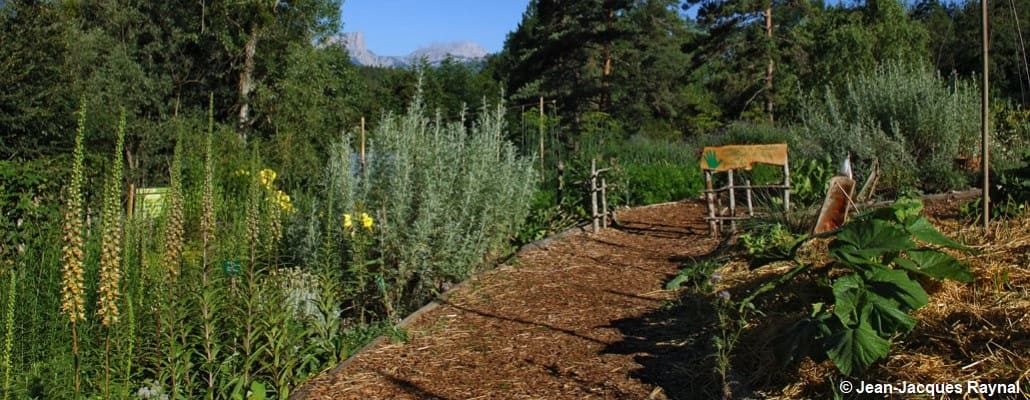 Vue sur un jardin avec une allée et des plantes en bordure