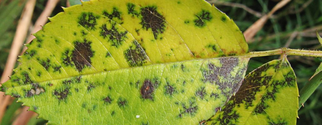 Feuille de rosier criblée de taches noires