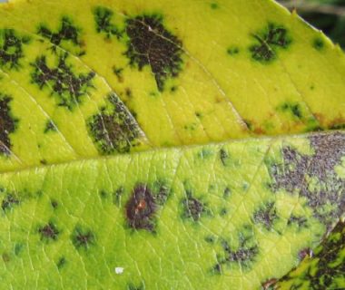 Feuille de rosier criblée de taches noires