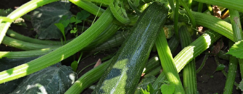 Courgette au potager