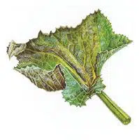 Feuille contaminée par l'oïdium