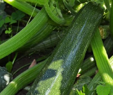 Courgette au potager