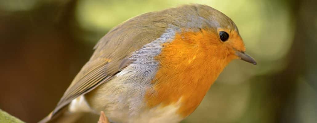 Nichoirs, mangeoires et Cie - Accueillir la faune sauvage dans son jardin