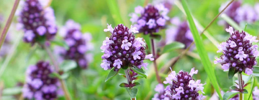 Fleurs de thym