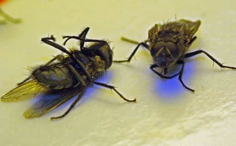 Attrape Mouche Papier Tue Mouche l'intérieur à l'extérieur