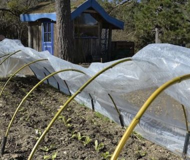 Le jardinier qui aère le tunnel du potager en retirant la bâche