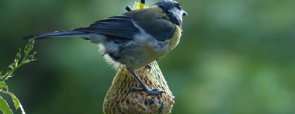 DIY - Boule de graisse pour Oiseaux - 100% Naturelle 