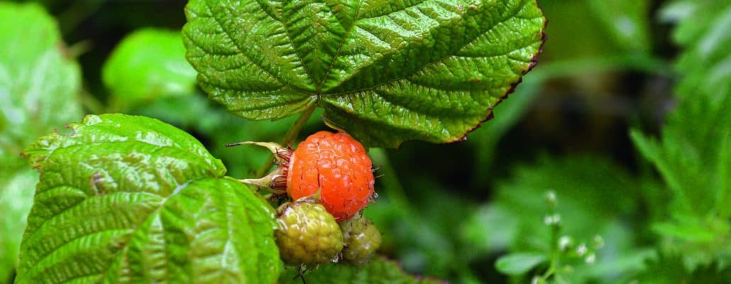 Forêt-jardin : la strate arbustive basse