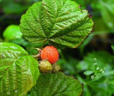 Forêt-jardin : la strate arbustive basse