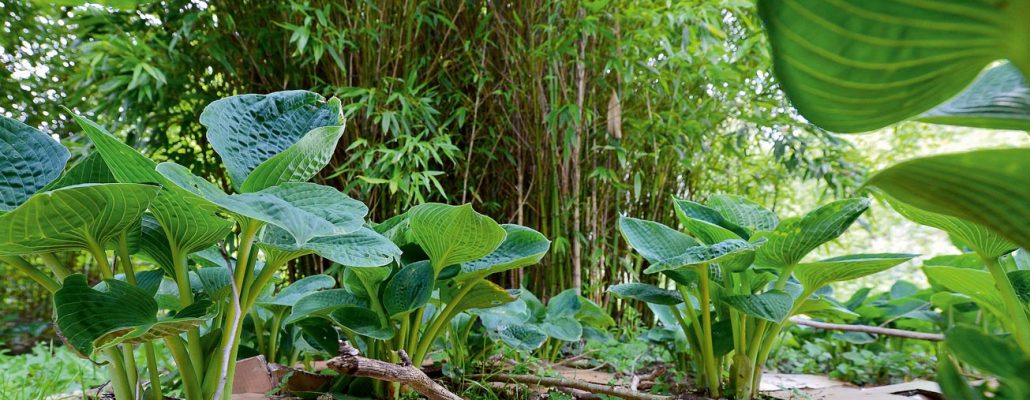 Forêt-jardin : la strate des herbacées vivaces