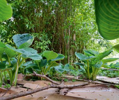 Forêt-jardin : la strate des herbacées vivaces