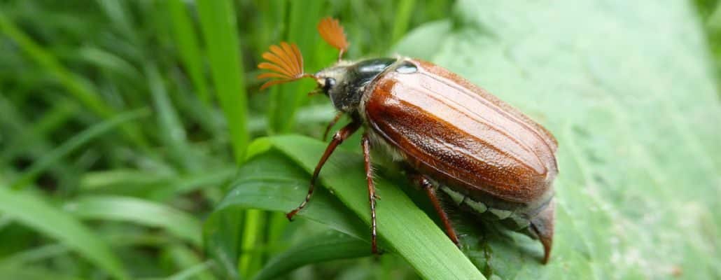 Photo d'un hanneton sur une feuille