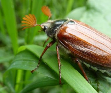 Photo d'un hanneton sur une feuille