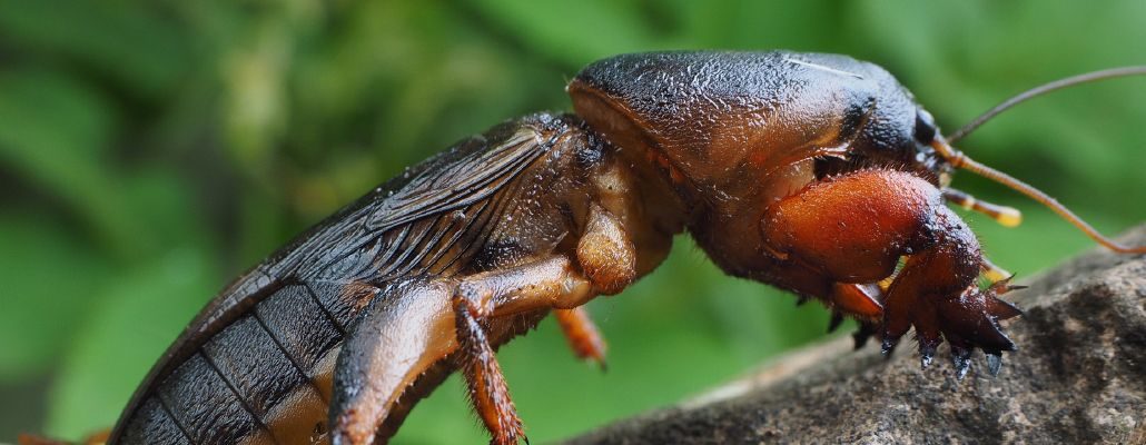 Photo de l'insecte