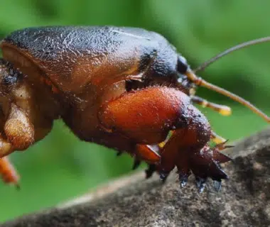 Photo de l'insecte