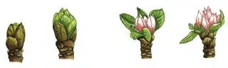 Dessin des 4 stades des boutons floraux