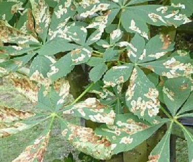 Feuilles altérées par l'insecte