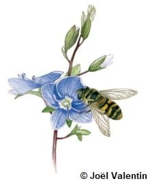 Dessin d'un syrphe qui butine une fleur bleue