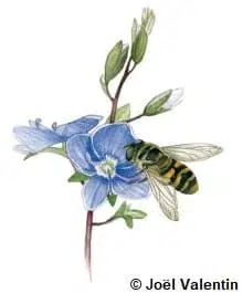 Dessin d'un syrphe qui butine une fleur bleue de véronique