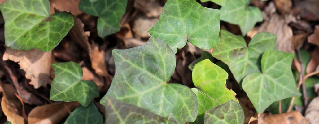 Le lierre, une plante sauvage persistante