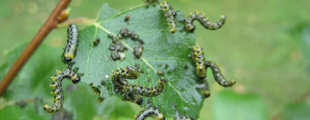 Les tenthrèdes grignotent une feuille