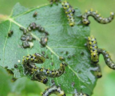 Les tenthrèdes grignotent une feuille