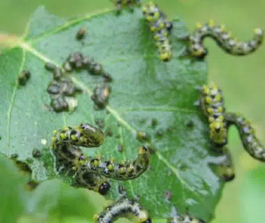 Les tenthrèdes grignotent une feuille