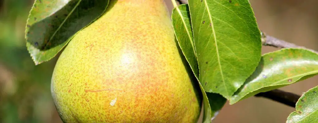 Photo d'une poire sur une branche