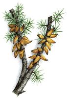 Dessin d'un Juniperus affecté par la maladie (rouille du poirier)