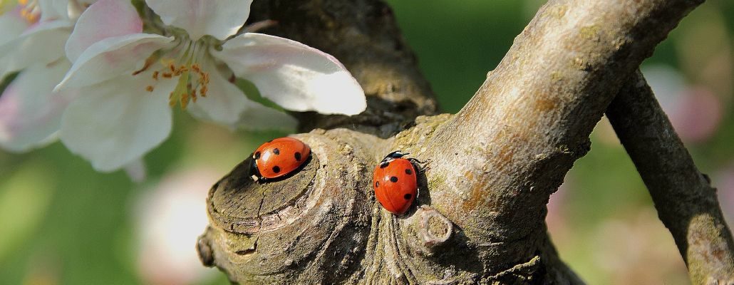 Les coccinelles, des alliées contre les pucerons