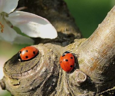 Les coccinelles, des alliées contre les pucerons