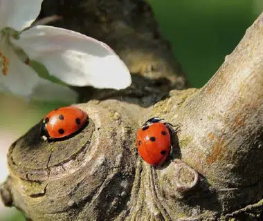 Les coccinelles, des alliées contre les pucerons