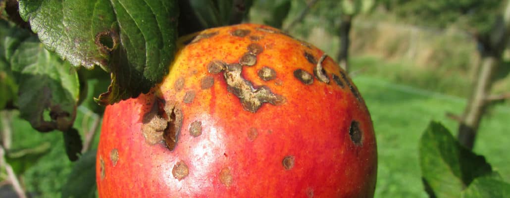 Maladie sur une pomme