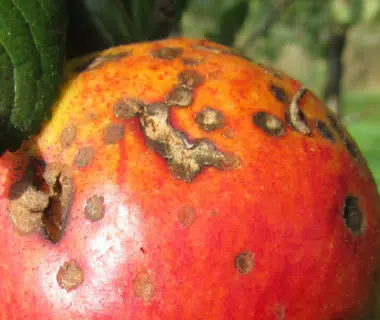 Maladie sur une pomme