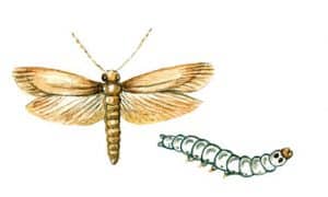 Dessin de la mite des vêtements dans ses deux aspects (larve et papillon)