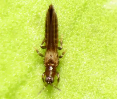 Photo d'un thrips sur une feuille