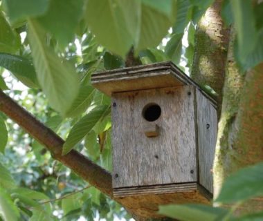 Nichoir à balcon : plan pour le construire soi-même ! - Terre Vivante