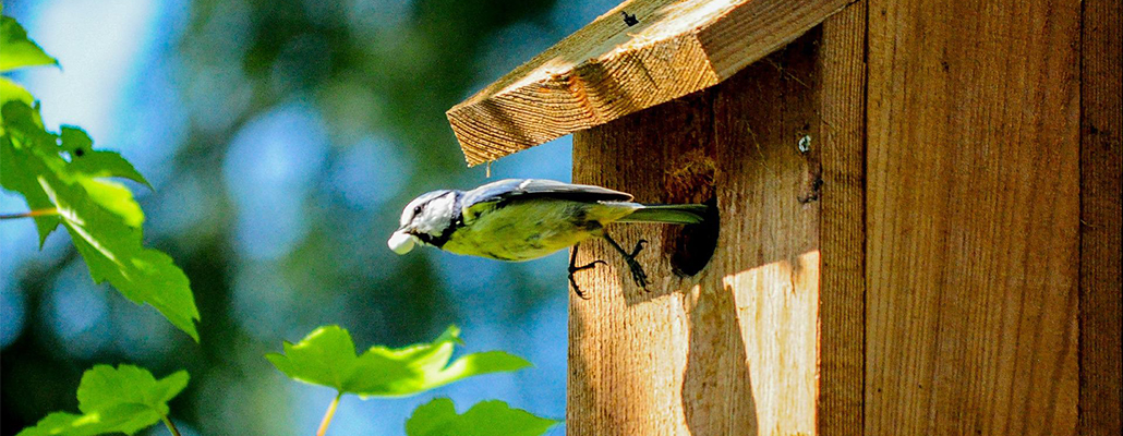 Nichoir à balcon : plan pour le construire soi-même ! - Terre Vivante