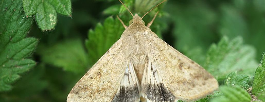 Papillon ailes ouvertes