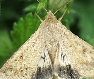 Papillon ailes ouvertes