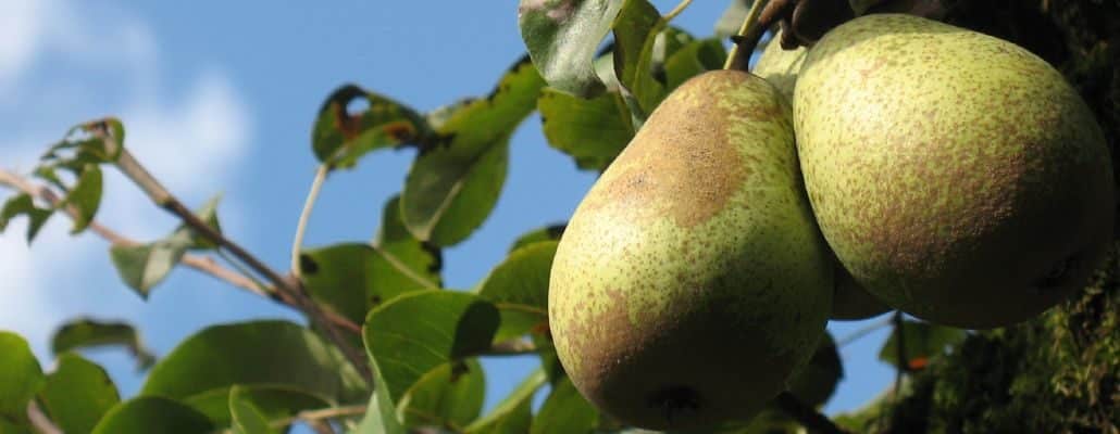 Poirier en fruits