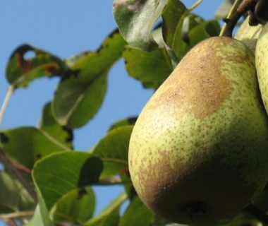 Poirier en fruits