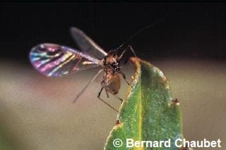 Puceron vert du pêcher ailé sur une feuille