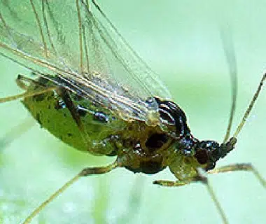 Photo du puceron vert sur une feuille