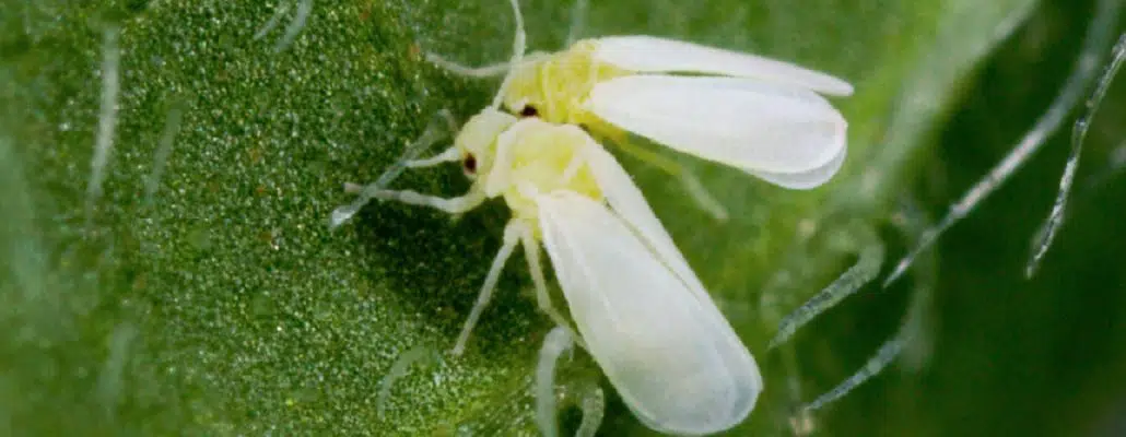 Deux aleurodes sur une feuille