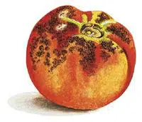 Dessin d'une tomate attaquée par l'aleurode