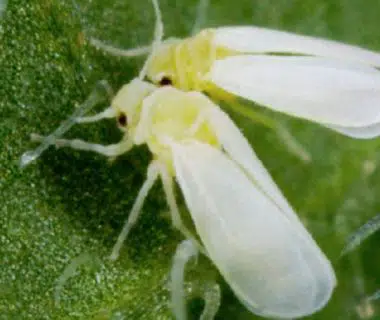 Deux aleurodes sur une feuille