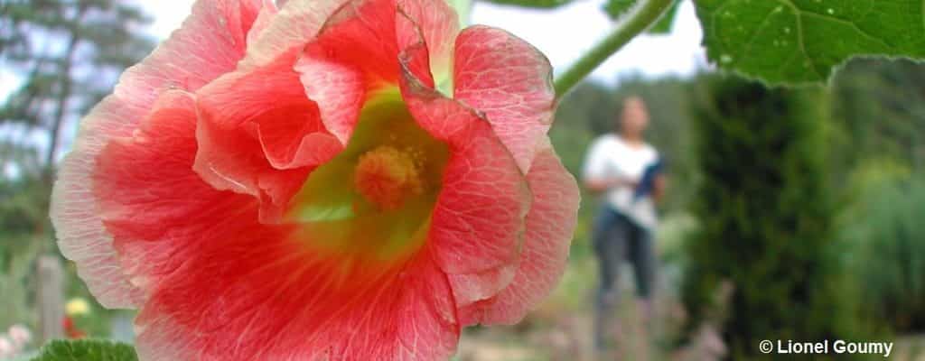 Gros plan sur une rose trémière avec l'arrière plan flouté