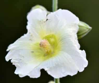 Une rose trémière blanche