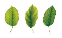 Illustration de trois feuilles atteintes de différents symptômes